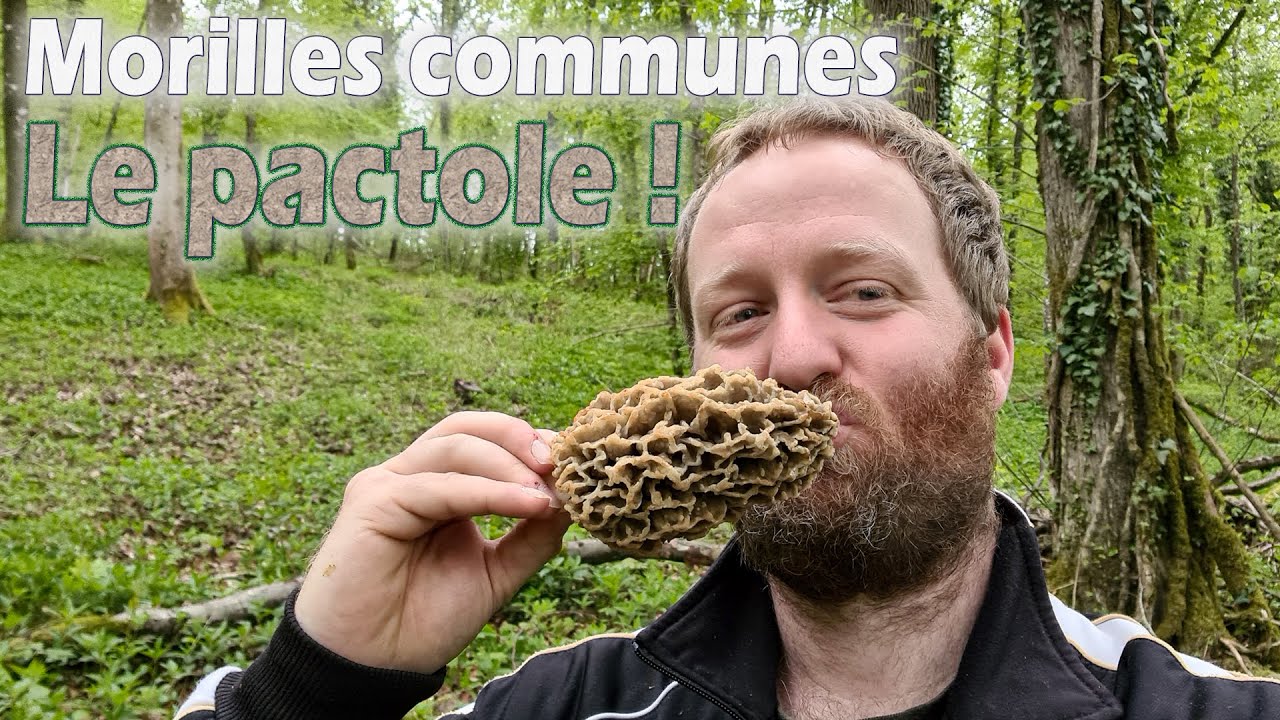 Un bois exposé plein nord vient sauver ma saison de morilles communes !