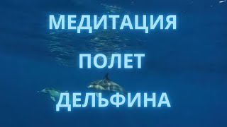 Медитация полет дельфина