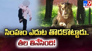 సింహం ఎదుట తొడకొట్టాడు.. తల తినేసింది! - TV9