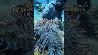 Saving Coral Reefs: 110 COTS in One Dive 🌊