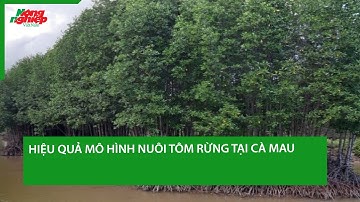 Hiệu quả mô hình nuôi tôm rừng tại Cà Mau
