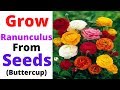 Ranunculus || Grow Ranunculus From Seeds || Buttercup Flowers