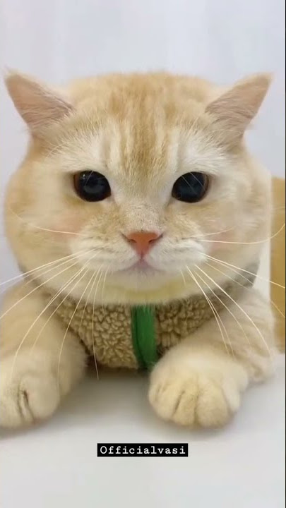 Story wa cat live #shorts