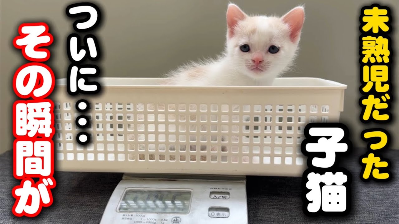 The heartwarming moment of a premature kitten abandoned by its