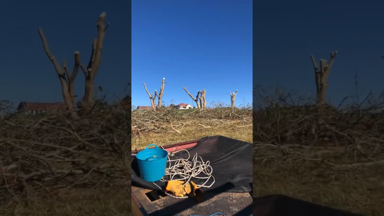 Hard pruning coral trees