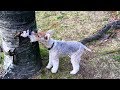 First Day of My Life        - wire fox terrier Nana and her buddy -