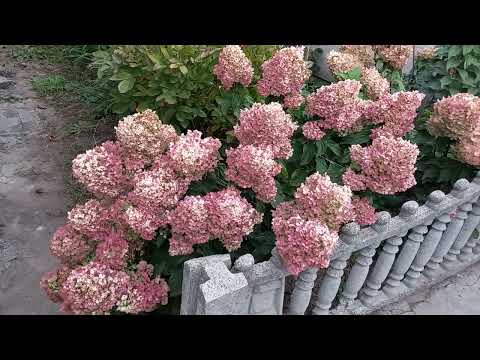 Обрезка метельчатой гортензии.