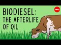 Biodiesel: The afterlife of oil - Natascia Radice