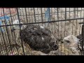 Two Cute White Babies Eagles 🦅