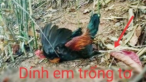 cách đặt bẫy gà đơn giản nhất