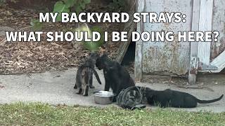 My Backyard Stray Cats Omaha NE