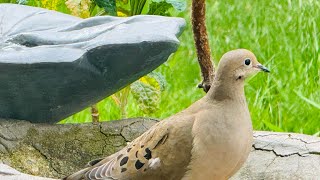 D’ Mourning Dove “Zenaida Macroura” || Why is it called mourning dove? @mrs.gadventuresGLEE2405