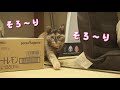 【おっそ】少しづつ距離を詰める猫の動きが可愛すぎる。サビ猫たっちゃん。