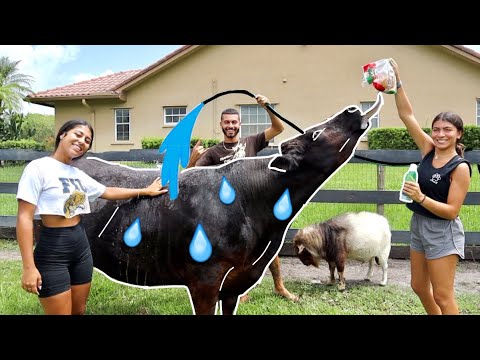 How To BATHE A MINI PET COW!