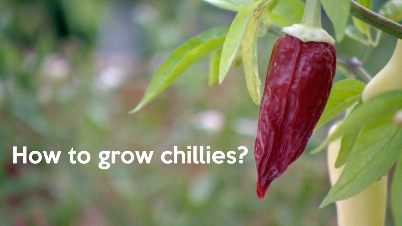 How to grow chillies in the UK? YouTube