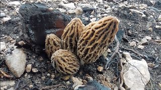 KUZUGÖBEĞİ MANTARI TOPLAMA(GÜNÜN ÖZETİ)=BOLU