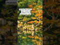 Lofi mixes on my channel!