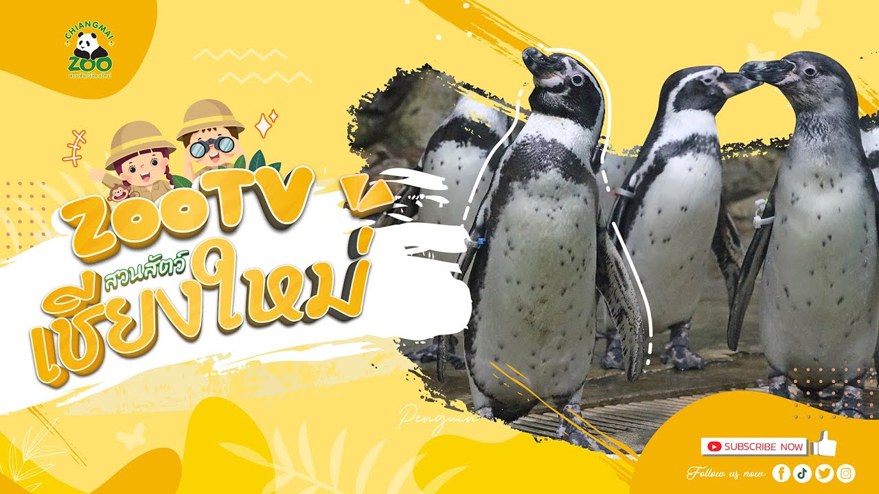 🔴 Live! Penguin | 27-2-2026 , 12:00 | Zoo TV สวนสัตว์เชียงใหม่