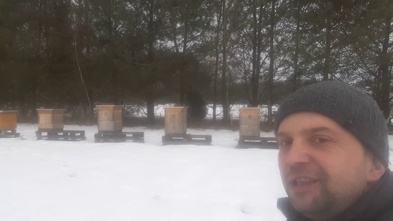 Zimowla na 2 korpusach wielkopolskich