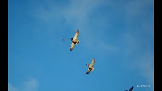 : Shotkam Highlights | Maine Duck Hunting 24-25 season