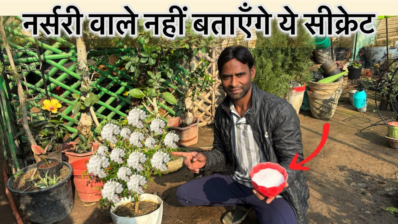 चमेली में ढेर सारे फूल कैसे लाएं? असली सीक्रेट बताया!