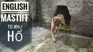 T1: Ngao Anh (English Mastiff)  Chú chó Duy Nhất tại Việt Nam/ NhamTuatTV  Dog in Vietnam