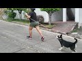 Sacó a pasear ami mascota Aura|Rosy.vlogshn