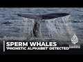 Decoding sperm whales: Scientists detect &#39;phonetic alphabet&#39;