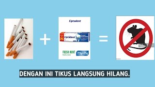 Cara mengusir tikus dan curut dari rumah paling ampuh || paling ekonomis