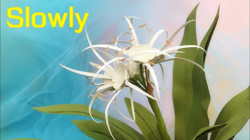 ABC TV | How To Make Spider lily Paper Flower (Slowly)| Paper Quilling - Craft Tutorial