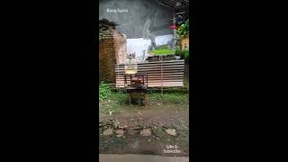 Cara Menangkap Burung Loverbird Lepas  Kang Santa