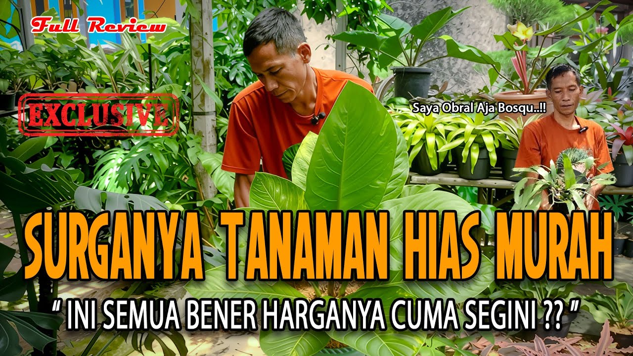 Surganya Tanaman Hias Murah Di Bogor,Memberi Nuansa Hijau Yang Menyejukkan Di Rumah