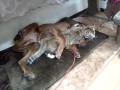 生後6ヶ月のアイリッシュセターに発情猫がトラと化す!