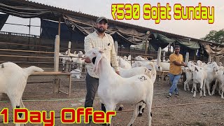 Sunday Mega Market | ₹530 Kg Sojat | Al Tawakkul Goat Farm Padgha Bhiwandi.