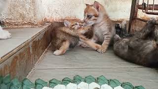 Today the kittens are 360 and 356 and 261 and 210 and 204 and 197 and 106 and 32 days old  .