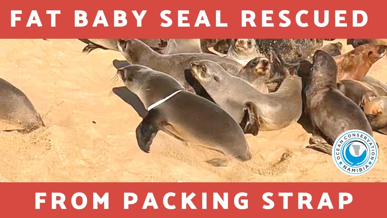 Fat Baby Seal Rescued From Packing Strap