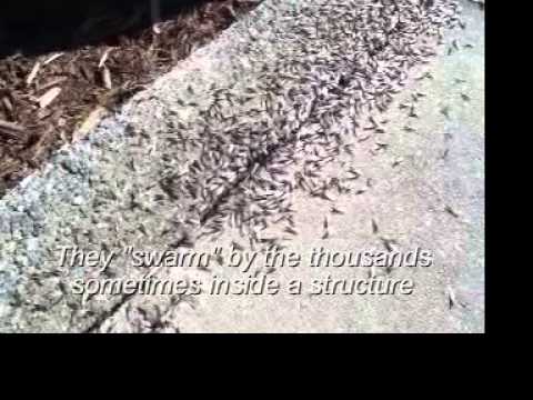 Termite Swarm 2013