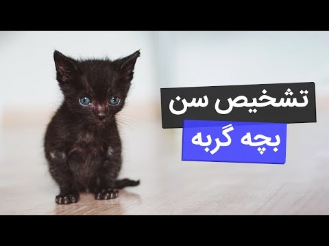 تصویری: چگونه یک بچه گربه اسکاتلندی را نام ببریم