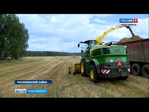 Сибирская нива пайвино