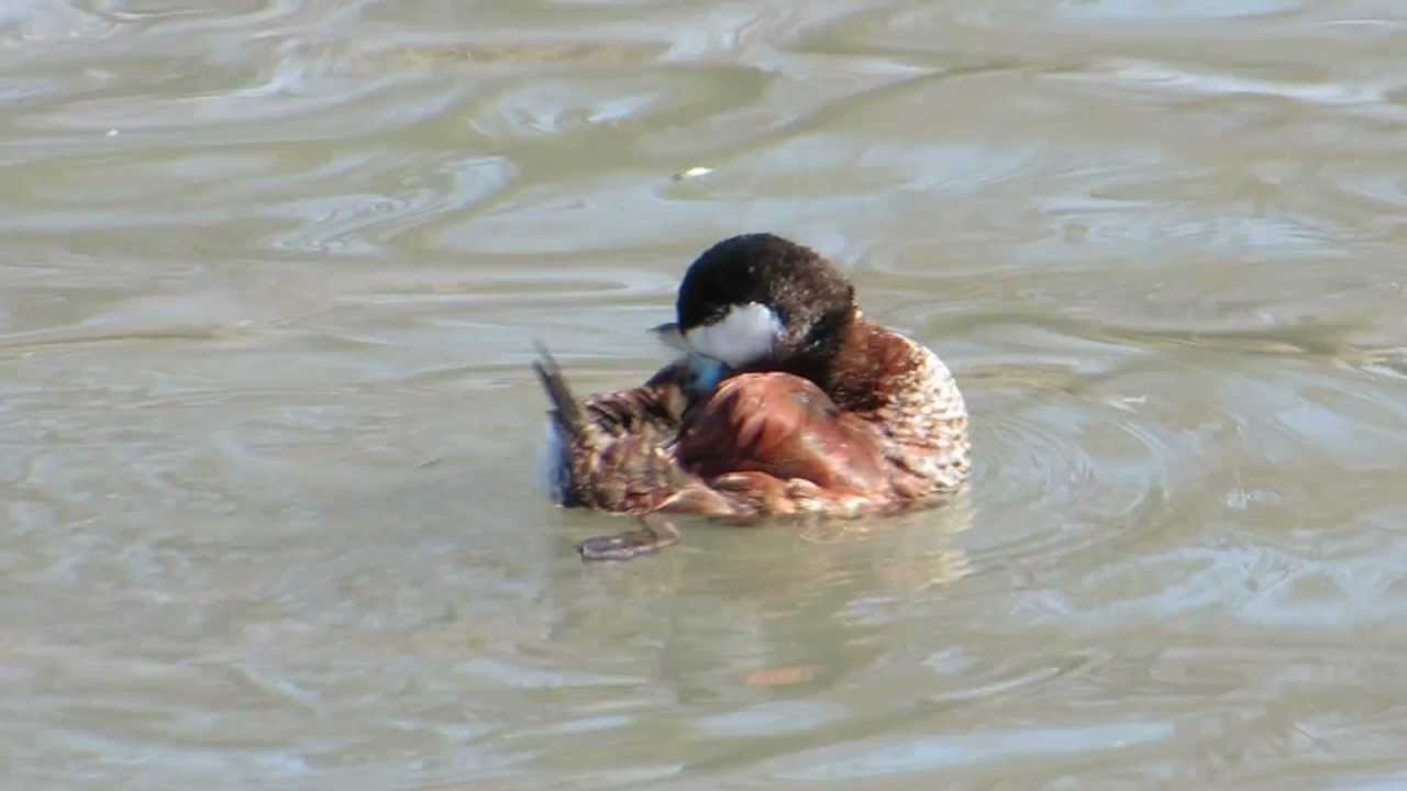 Blue billed duck 