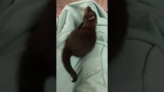 What is a Fisher Cat?