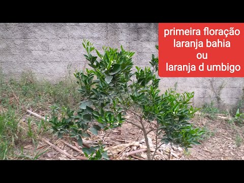 Vídeo: Laranjas de umbigo: como cultivar laranjas de umbigo