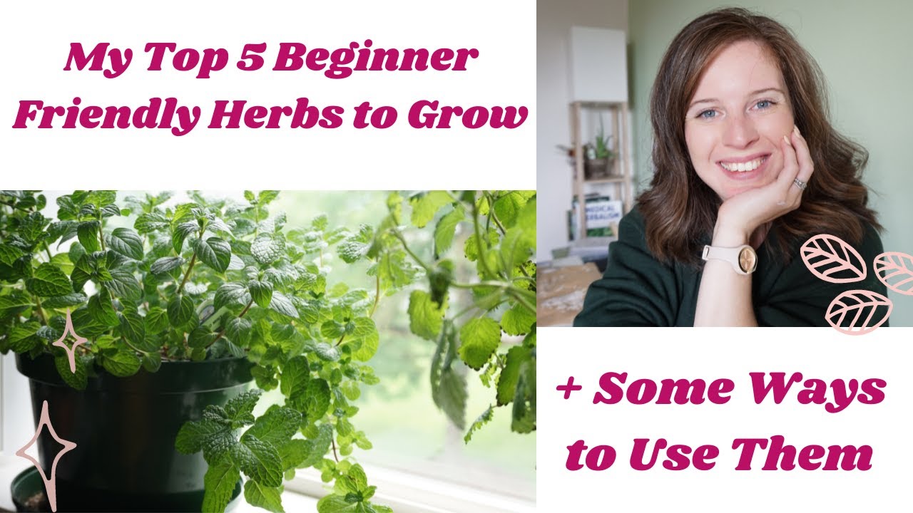 TOP 5 HERBS TO GROW FOR BEGINNERS | BEGINNER FRIENDLY HERBS TO GROW ...