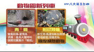 告白、保育 北市動物園新列車藏密碼 八大民生新聞 2020112105