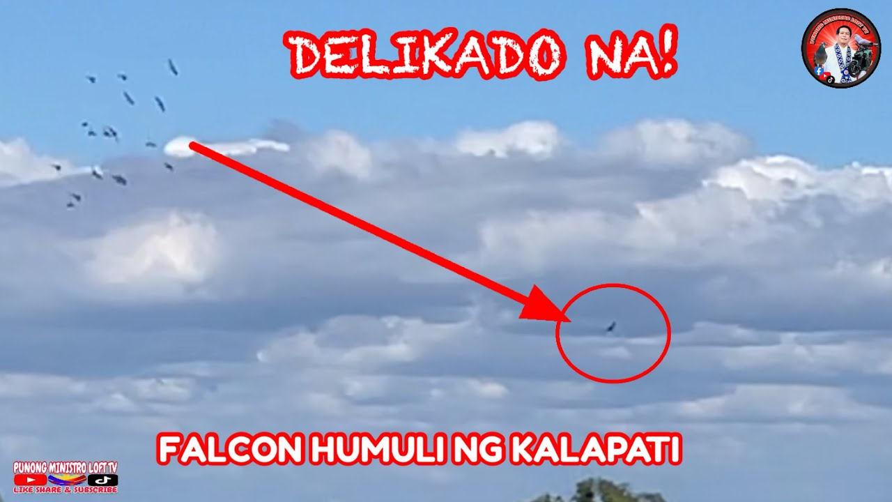 EP1218 FALCON LUMUSOB AT DUMAKMA NG KALAPATE YARE NA!