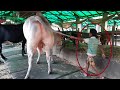 Small boy vs big cow  biggest bull in world 2020  therajushow