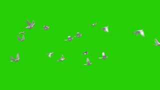 Package of 8 Flying Doves Green Screen Videos - Chroma Footage 02