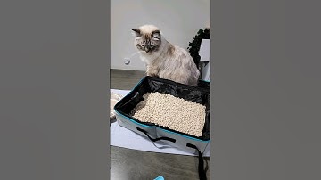 Cat Travel Litter Box 🐈