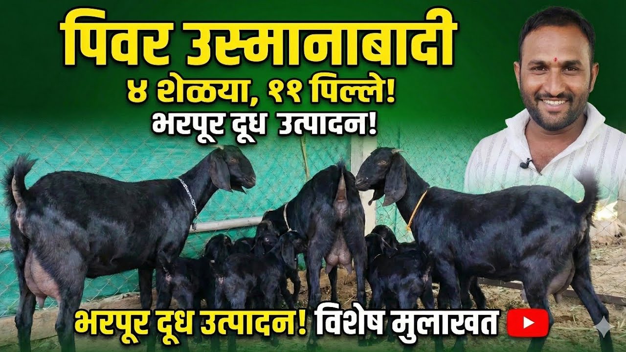 पिवर उस्मानाबादीचा चमत्कार! फक्त ४ शेळ्यांनी दिली ११ पिल्ले 🐐 | भरपूर दूध उत्पादन | विशेष मुलाखत