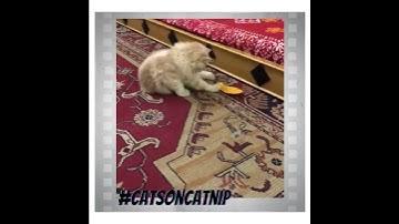 Pawsitively Purrr-fect Playtime: Watch Our Cat Go Nuts with Catnip Toy!